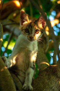Bir yavru kedi ağaçlara tırmanmayı ve keşfetmeyi sever..