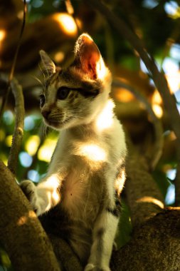 Bir yavru kedi ağaçlara tırmanmayı ve keşfetmeyi sever..