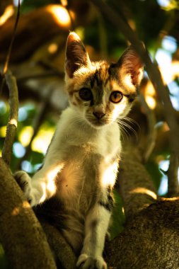 Bir yavru kedi ağaçlara tırmanmayı ve keşfetmeyi sever..