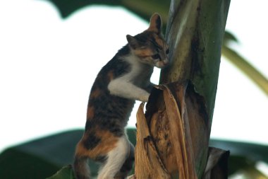 Bir yavru kedi ağaçlara tırmanmayı ve keşfetmeyi sever..