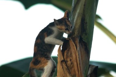 Bir yavru kedi ağaçlara tırmanmayı ve keşfetmeyi sever..