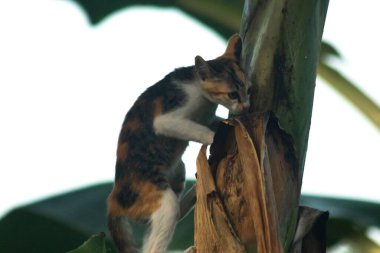 Bir yavru kedi ağaçlara tırmanmayı ve keşfetmeyi sever..