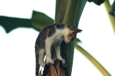 Bir yavru kedi ağaçlara tırmanmayı ve keşfetmeyi sever..