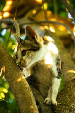 Bir yavru kedi ağaçlara tırmanmayı ve keşfetmeyi sever..