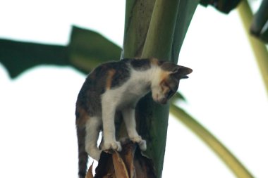 Bir yavru kedi ağaçlara tırmanmayı ve keşfetmeyi sever..