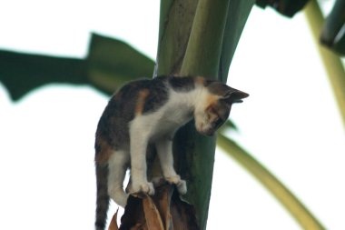 Bir yavru kedi ağaçlara tırmanmayı ve keşfetmeyi sever..