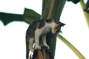 Bir yavru kedi ağaçlara tırmanmayı ve keşfetmeyi sever..
