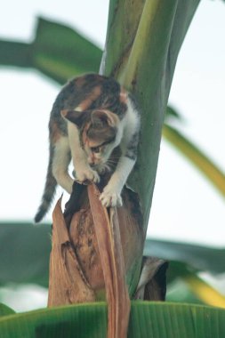 Bir yavru kedi ağaçlara tırmanmayı ve keşfetmeyi sever..