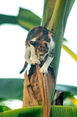 Bir yavru kedi ağaçlara tırmanmayı ve keşfetmeyi sever..