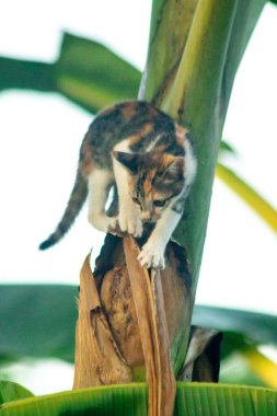 Bir yavru kedi ağaçlara tırmanmayı ve keşfetmeyi sever..