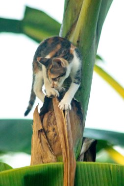 Bir yavru kedi ağaçlara tırmanmayı ve keşfetmeyi sever..