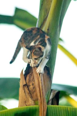 Bir yavru kedi ağaçlara tırmanmayı ve keşfetmeyi sever..
