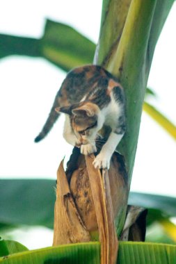 Bir yavru kedi ağaçlara tırmanmayı ve keşfetmeyi sever..
