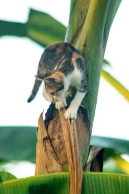 Bir yavru kedi ağaçlara tırmanmayı ve keşfetmeyi sever..