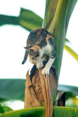 Bir yavru kedi ağaçlara tırmanmayı ve keşfetmeyi sever..