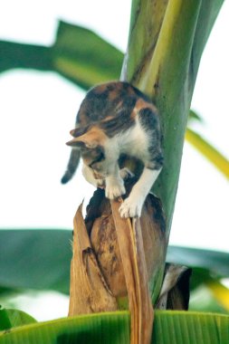 Bir yavru kedi ağaçlara tırmanmayı ve keşfetmeyi sever..