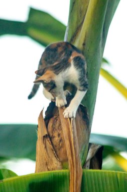 Bir yavru kedi ağaçlara tırmanmayı ve keşfetmeyi sever..