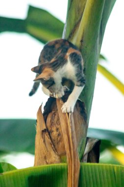Bir yavru kedi ağaçlara tırmanmayı ve keşfetmeyi sever..