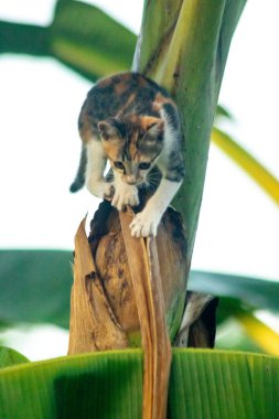 Bir yavru kedi ağaçlara tırmanmayı ve keşfetmeyi sever..
