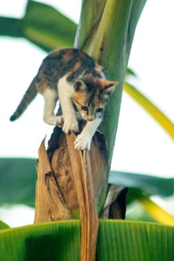 Bir yavru kedi ağaçlara tırmanmayı ve keşfetmeyi sever..