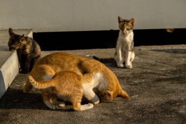 Kedi yavrularının birlikte oynaması çok güzel bir manzara..