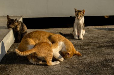 Kedi yavrularının birlikte oynaması çok güzel bir manzara..