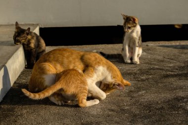 Kedi yavrularının birlikte oynaması çok güzel bir manzara..