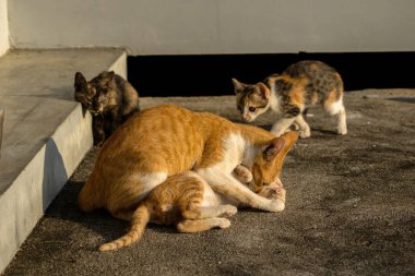 Kedi yavrularının birlikte oynaması çok güzel bir manzara..