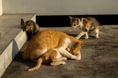 Kedi yavrularının birlikte oynaması çok güzel bir manzara..