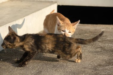 Kedi yavrularının birlikte oynaması çok güzel bir manzara..