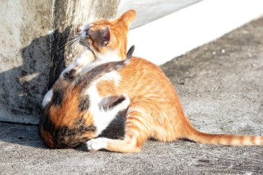 Kedi yavrularının birlikte oynaması çok güzel bir manzara..