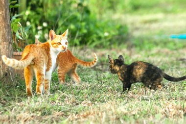 Kedi yavrularının birlikte oynaması çok güzel bir manzara..