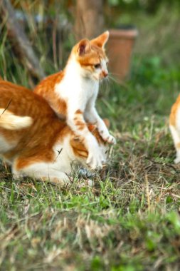 Kedi yavrularının birlikte oynaması çok güzel bir manzara..