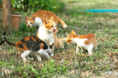 Kedi yavrularının birlikte oynaması çok güzel bir manzara..