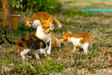Kedi yavrularının birlikte oynaması çok güzel bir manzara..