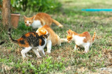 Kedi yavrularının birlikte oynaması çok güzel bir manzara..