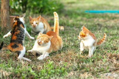 Kedi yavrularının birlikte oynaması çok güzel bir manzara..