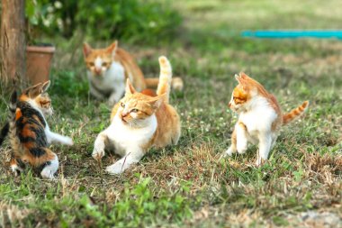 Kedi yavrularının birlikte oynaması çok güzel bir manzara..