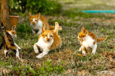 Kedi yavrularının birlikte oynaması çok güzel bir manzara..