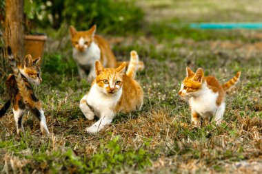 Kedi yavrularının birlikte oynaması çok güzel bir manzara..