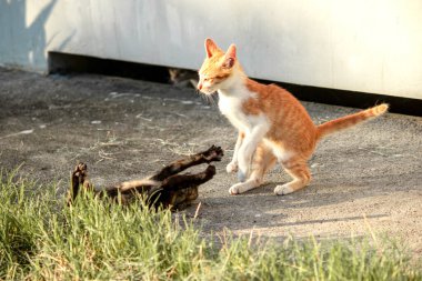 Kedi yavrularının birlikte oynaması çok güzel bir manzara..