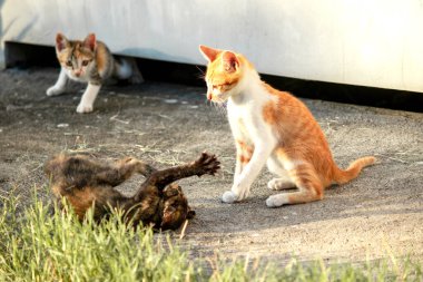 Kedi yavrularının birlikte oynaması çok güzel bir manzara..