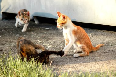 Kedi yavrularının birlikte oynaması çok güzel bir manzara..