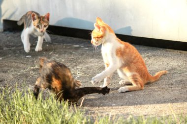 Kedi yavrularının birlikte oynaması çok güzel bir manzara..