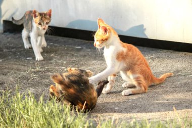 Kedi yavrularının birlikte oynaması çok güzel bir manzara..