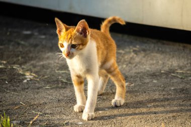 Turuncu bir kedi yavrusunun keşfetmesi turuncu kedilerin tipik tuhaf kişiliğini yansıtır..