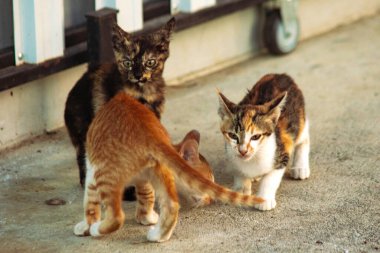 Turuncu bir kedi yavrusunun keşfetmesi turuncu kedilerin tipik tuhaf kişiliğini yansıtır..