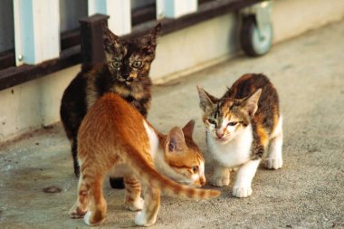 Turuncu bir kedi yavrusunun keşfetmesi turuncu kedilerin tipik tuhaf kişiliğini yansıtır..