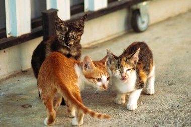 Turuncu bir kedi yavrusunun keşfetmesi turuncu kedilerin tipik tuhaf kişiliğini yansıtır..