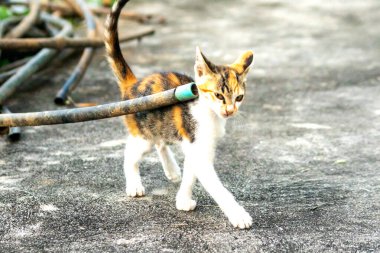 Calico yavruları heveslidir ve geniş alanları keşfetmekten hoşlanırlar..